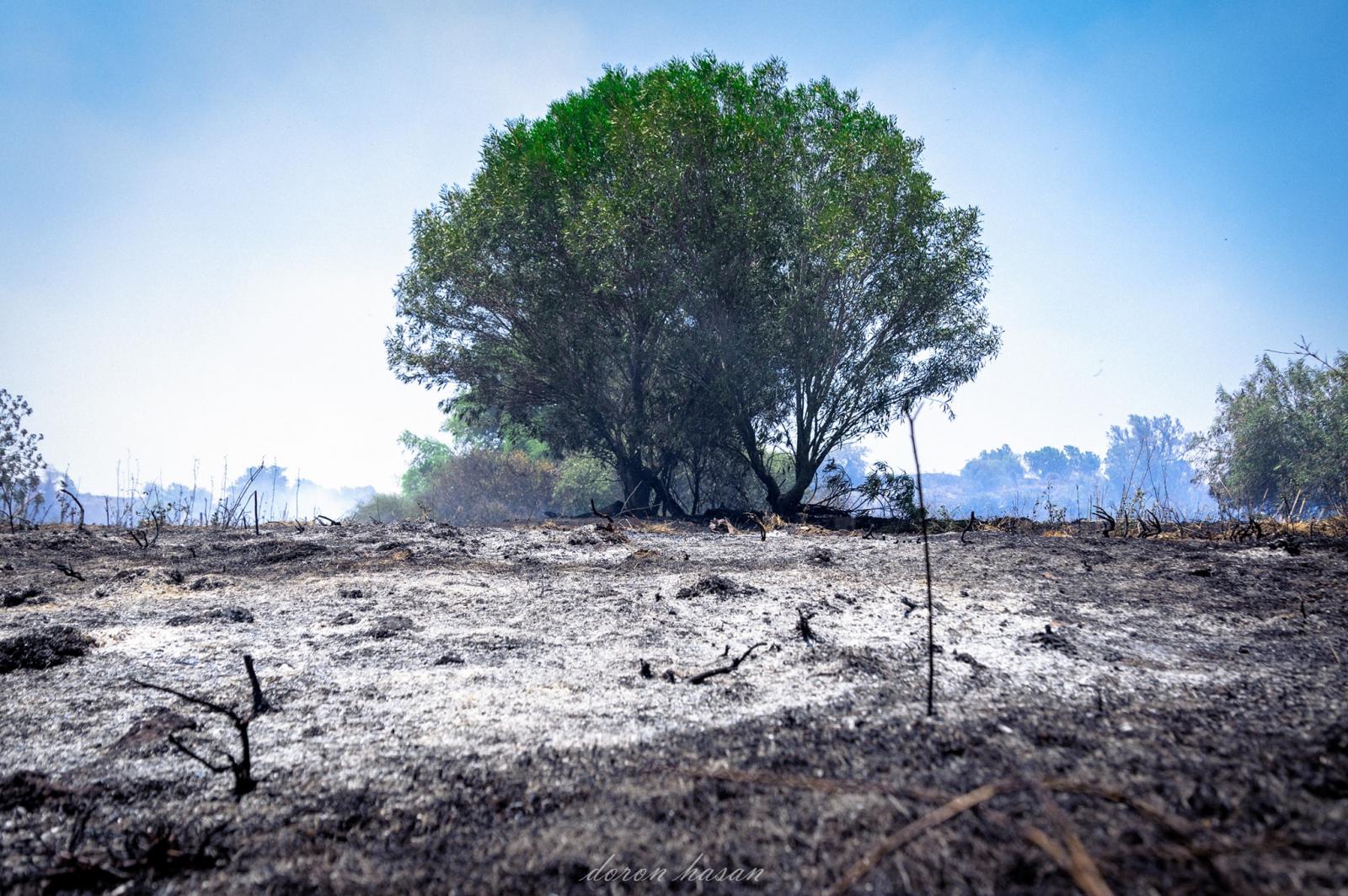 חצי מהחורש בעוטף עזה עלה באש (צילום: דורון חסן, דרום שחור בתמונות)